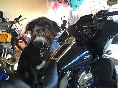 Holiday Road Trip With Motorcycle Mutt